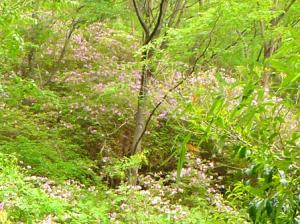 交野山のモチツツジです