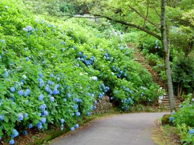 画像です。7月6日のあじさい2