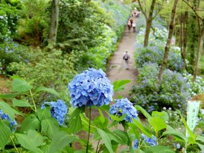 画像です。7月6日のあじさい