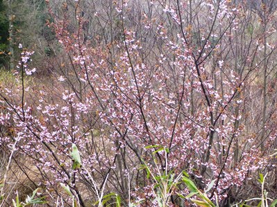 みずのみ園地のヤマザクラ