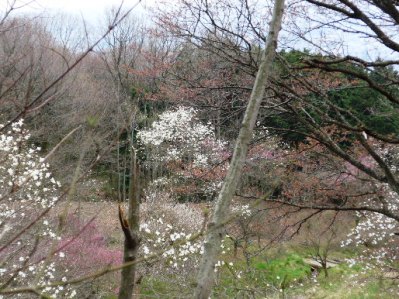 くさか園地のこぶしの谷