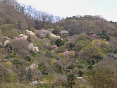 神立の花卉栽培