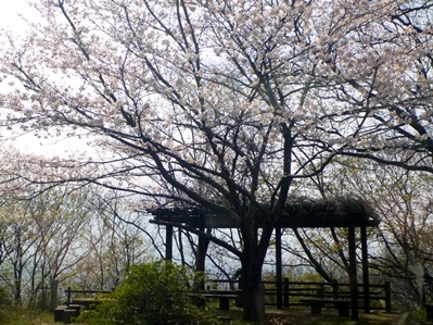 高尾山の桜