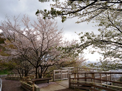 画像です。らくらく登山道の桜