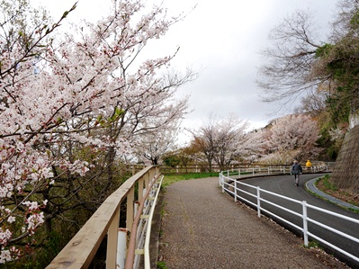 画像です。らくらく登山道の桜2