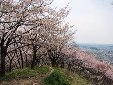 高尾山の桜並木