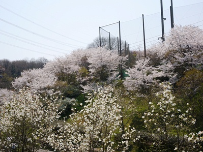 画像です。緑の文化園