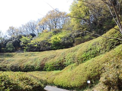 なるかわ園地のつつじ園は新緑