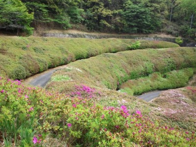 なるかわ園地のつつじの谷