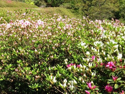 つつじの開花状況