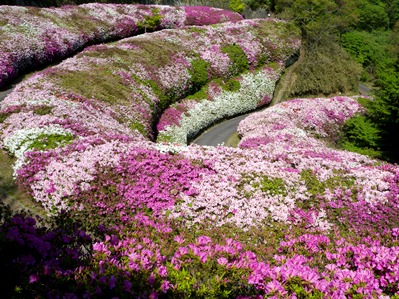 画像です。なるかわ園地のつつじです1