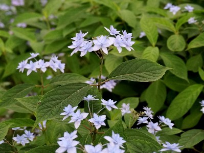 シチダンカは満開