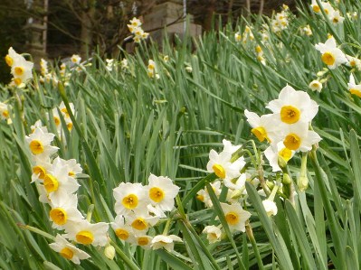 八尾市神立の玉租神社の水仙