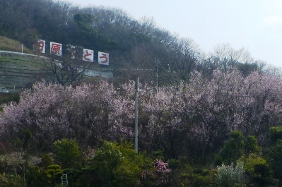 高尾山麓の花