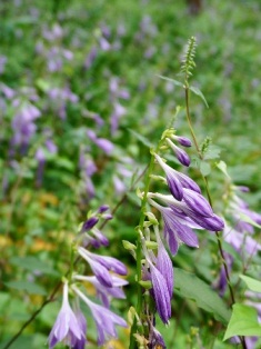 満開のギボウシの花畑