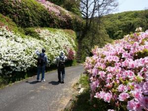 画像です。ツツジの写真です3