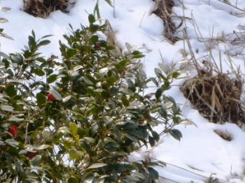 みずのみ園地の雪と椿