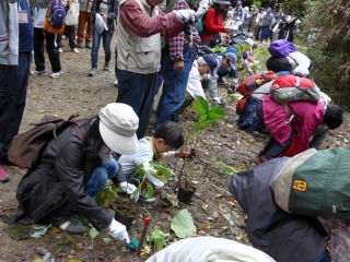 アジサイの植樹