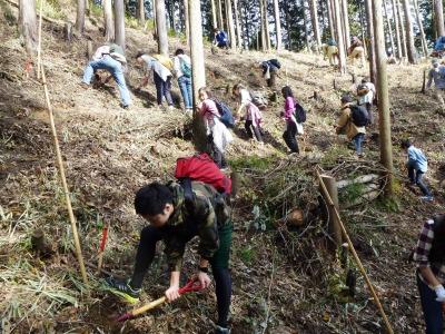 ヤマザクラとタニウツギの植樹