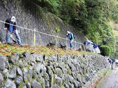 やまざくら植樹は石垣の上