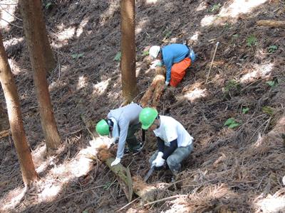 次回以降の作業に備えて、過去の伐倒木も整理します