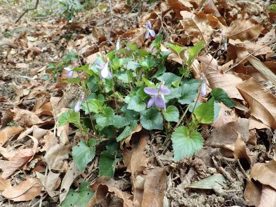 すみれの花が咲いている様子