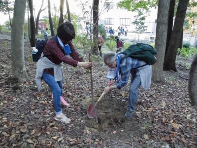 ヤマザクラ、ツツジ、アジサイを植樹している様子