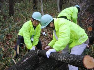 シイタケのほだ木を木っている様子