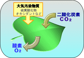 大気浄化