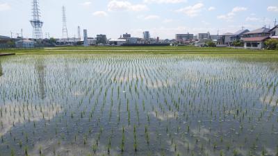 田植えが終わったばかりの田んぼ