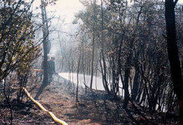 山火事消火の写真