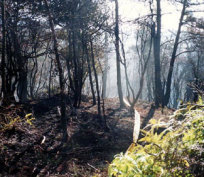 山火事消火後の写真