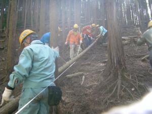 伐採後、玉切り作業をしている様子