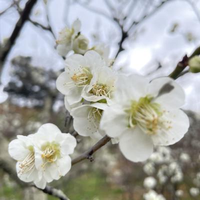 うめの花3