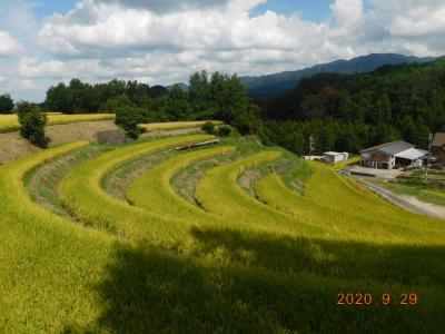 9月に撮影した下赤坂の棚田