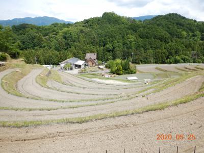 5月の棚田の景色