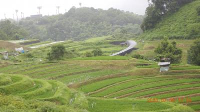 梅雨の棚田