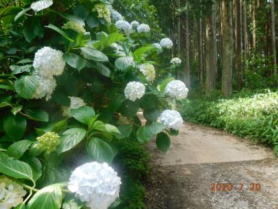 道端に咲く白い紫陽花