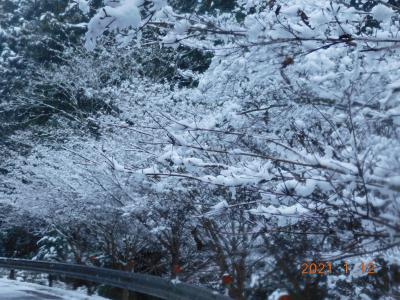 桜並木の雪の華1