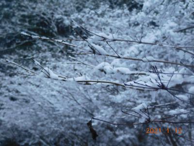 桜並木の雪の華2