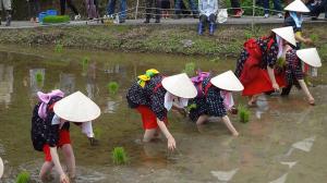 早乙女による田植え