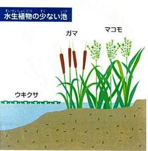 植物の少ない池