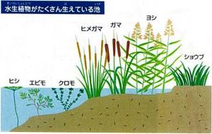 植物のたくさん生えている池