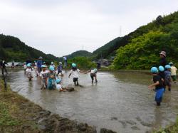 田んぼで泥遊びをする園児