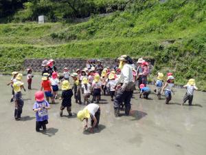 幼稚園児の田植え