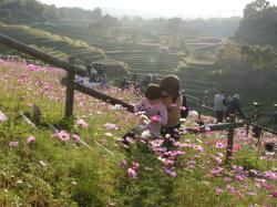 秋の風景　コスモスと棚田