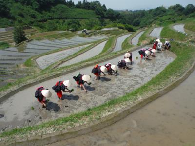 千早赤阪村下赤阪地区　早乙女による田植え