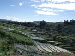 田植え後の棚田