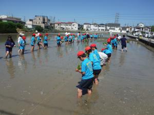 三宅小田植え