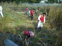 水生植物の刈取り